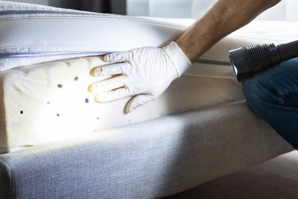 Best Affordable Pest Control Services  in Parachute, CO
