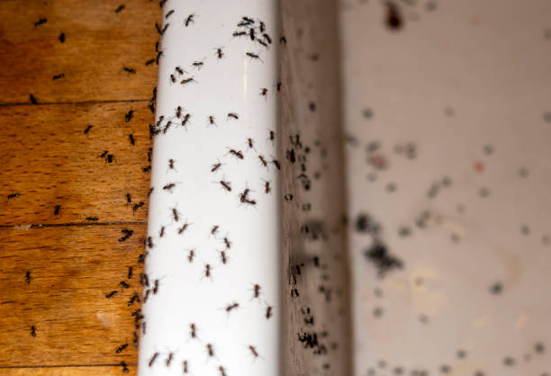 Best Flea Control Services  in Parachute, CO