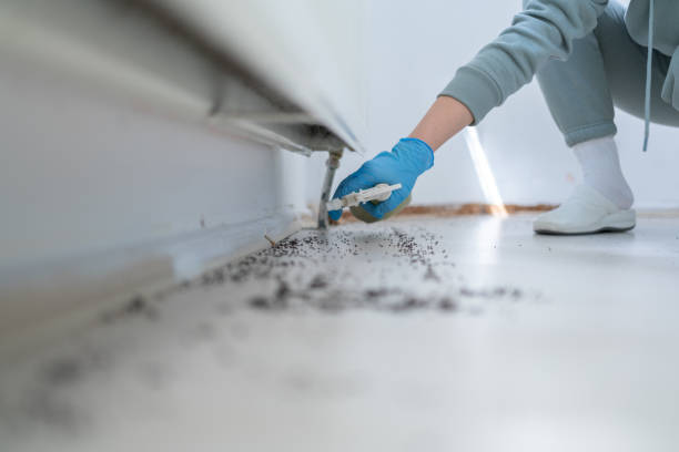 Best Local Pest Control Services  in Parachute, CO